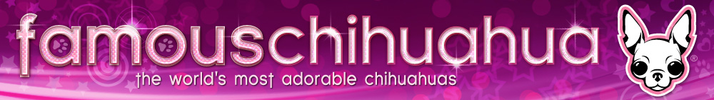 chihuahua pictures, chihuahua entertainment, chihuahua health at famous chihuahua header image 4 chihuahua pictures, chihuahua entertainment, chihuahua health at famous chihuahua header image 4